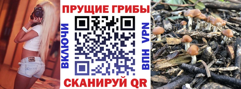 KRAKEN вход  Макаров  Псилоцибиновые грибы Cubensis 